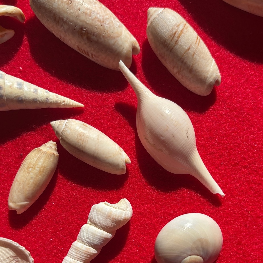 Natural Seashell Collection - Picture 5 of 10